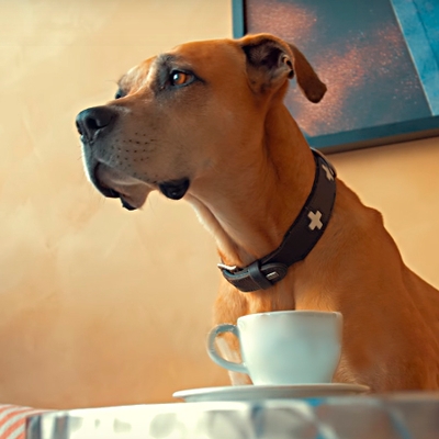 Ein Brauner Hund vor dem eine weiße Tasse auf einer weißen Untertasse steht